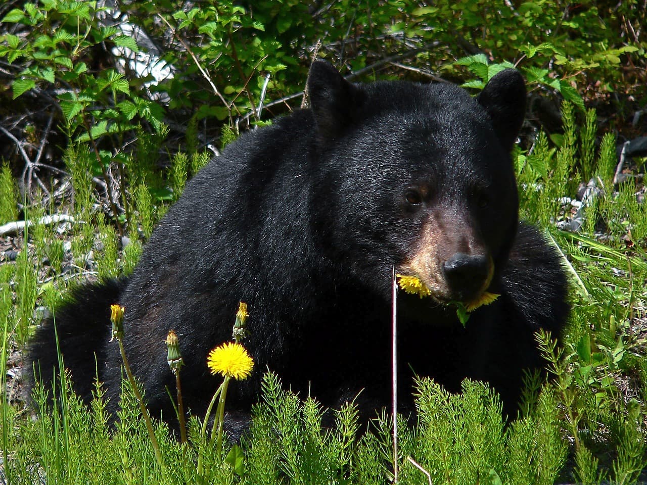 Trump administration rule allows bear baiting in Alaska with doughnuts and bacon on federal lands