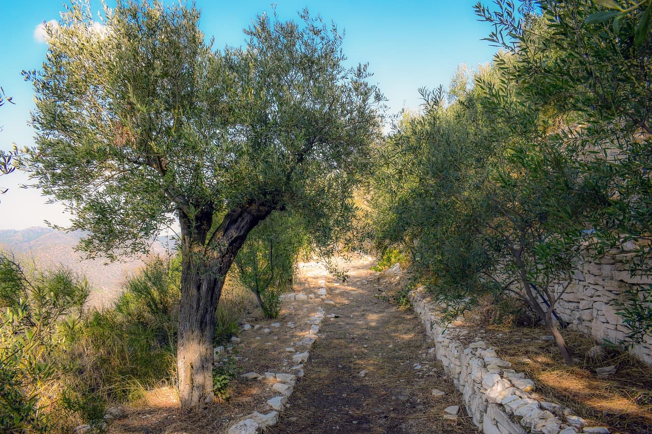 Brad Lander detained by Israeli military at West Bank olive harvest near Bethlehem