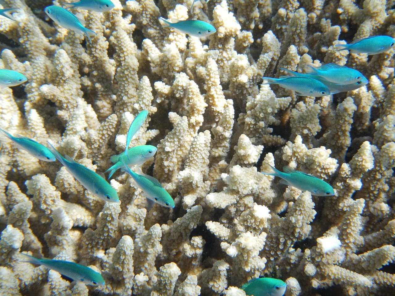 Coral reef collapse risk before 2075 for nearly all shallow reefs, UN advisers warn