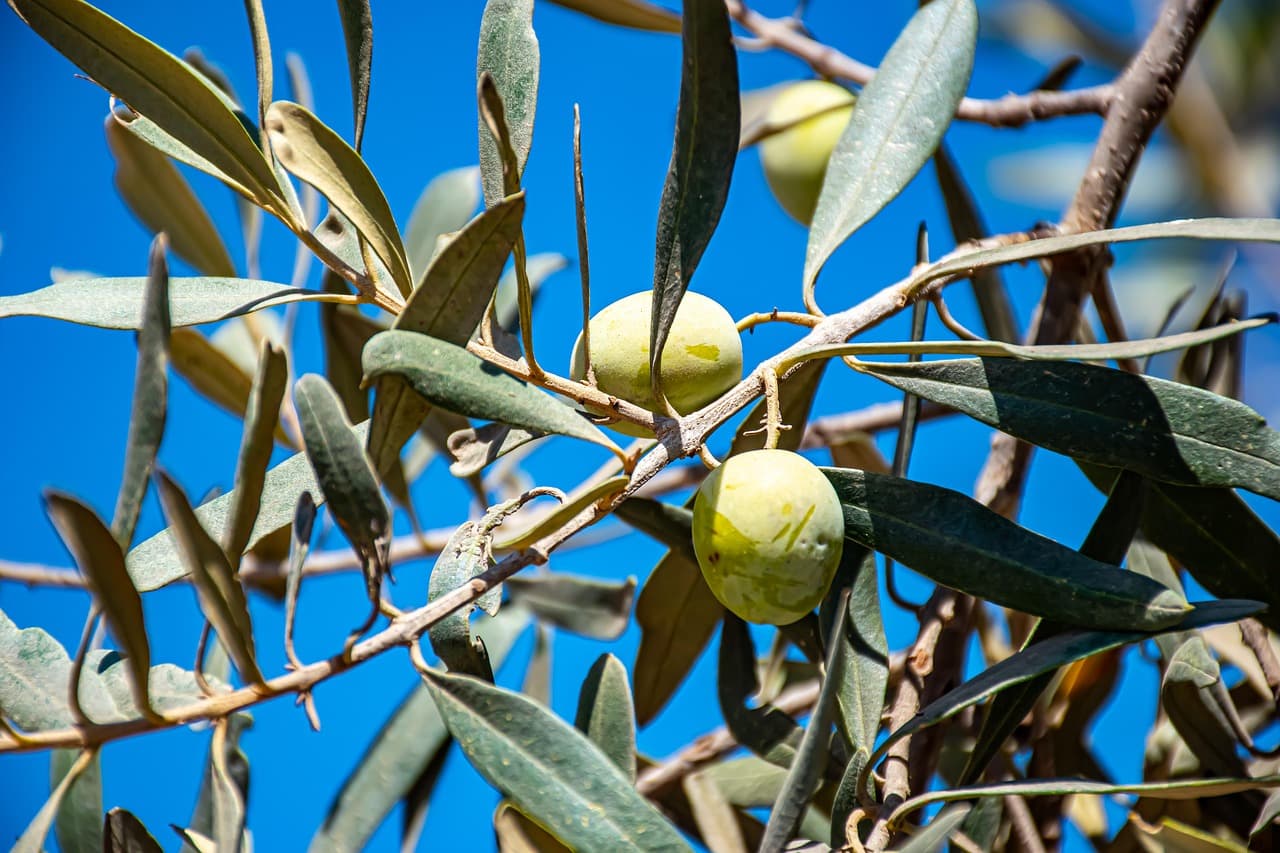 Israeli settlers attack olive farmers across West Bank, injure Washington Post photographer