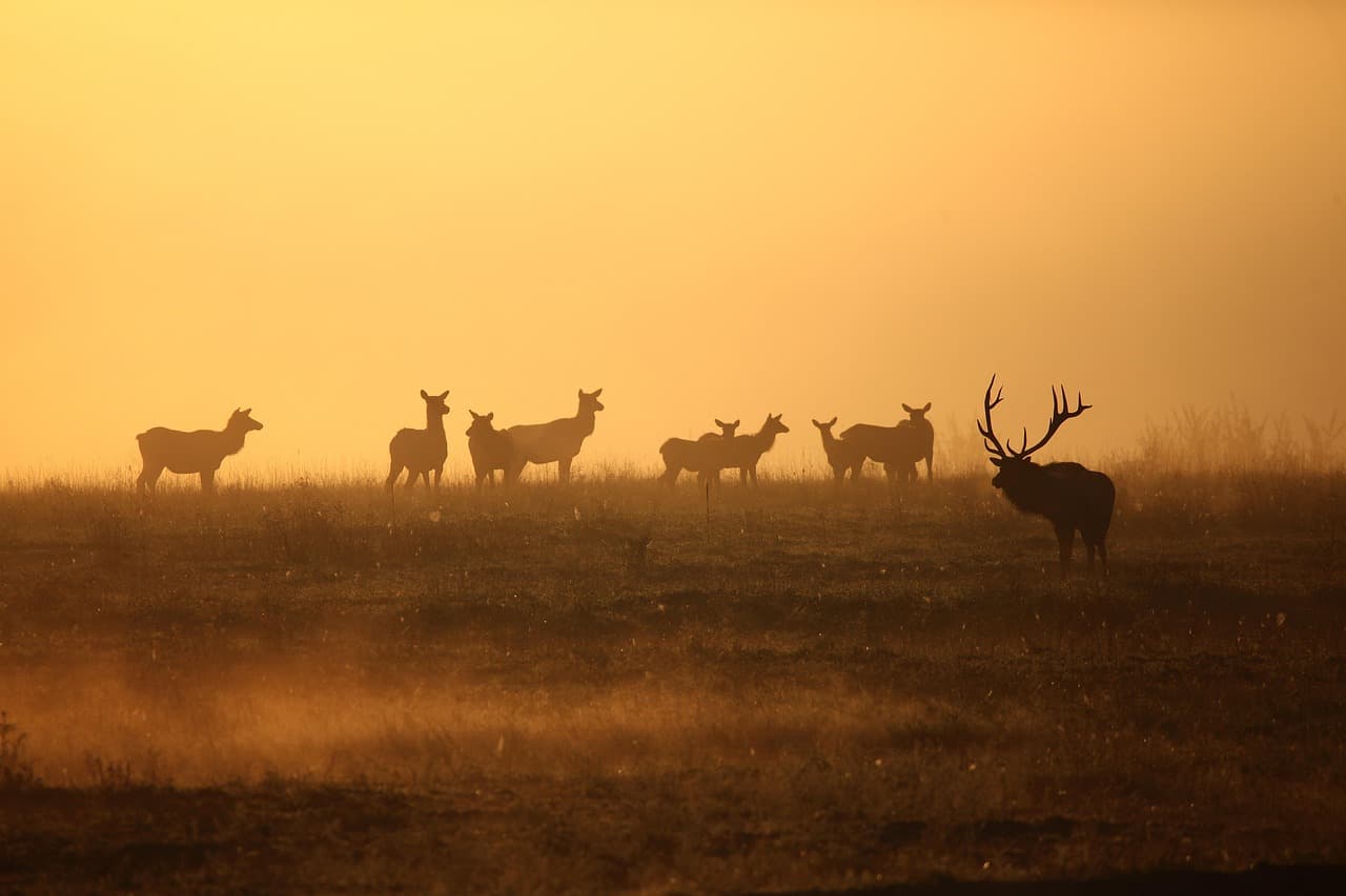 New World screwworm parasite confirmed in US wildlife for first time, in Texas elk
