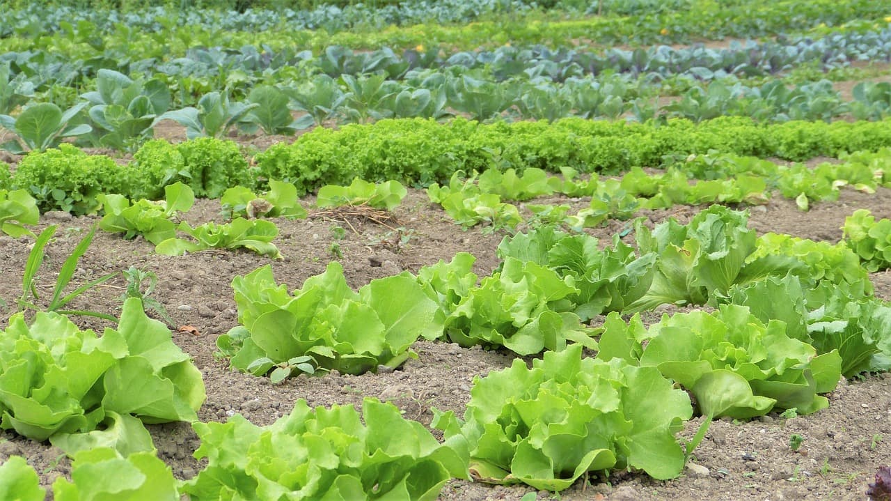 England targets 10% of land farmed organically by 2036 under new organic farming plan