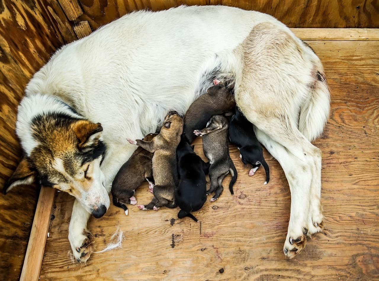 Puppy livestream Pentulive draws millions as Finnish slow TV hit