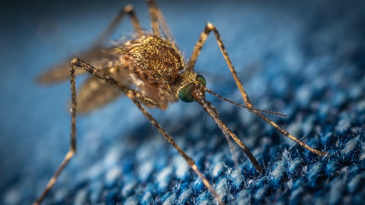 Shamonda virus: first known human case detected in France