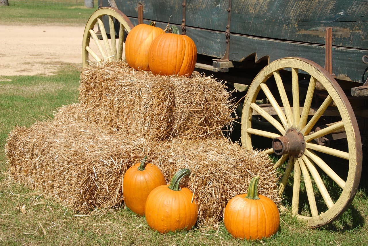 Smaller pumpkins this Halloween as drought hits England's harvest